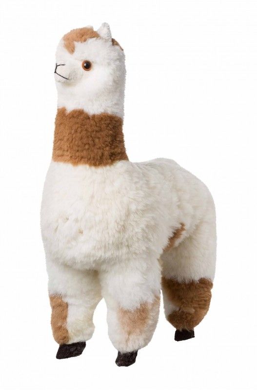 Alpakka utstilling ~ 70cm, hvit med brune partier