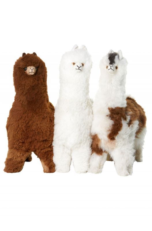 Alpakka utstilling ~ 50cm, brun